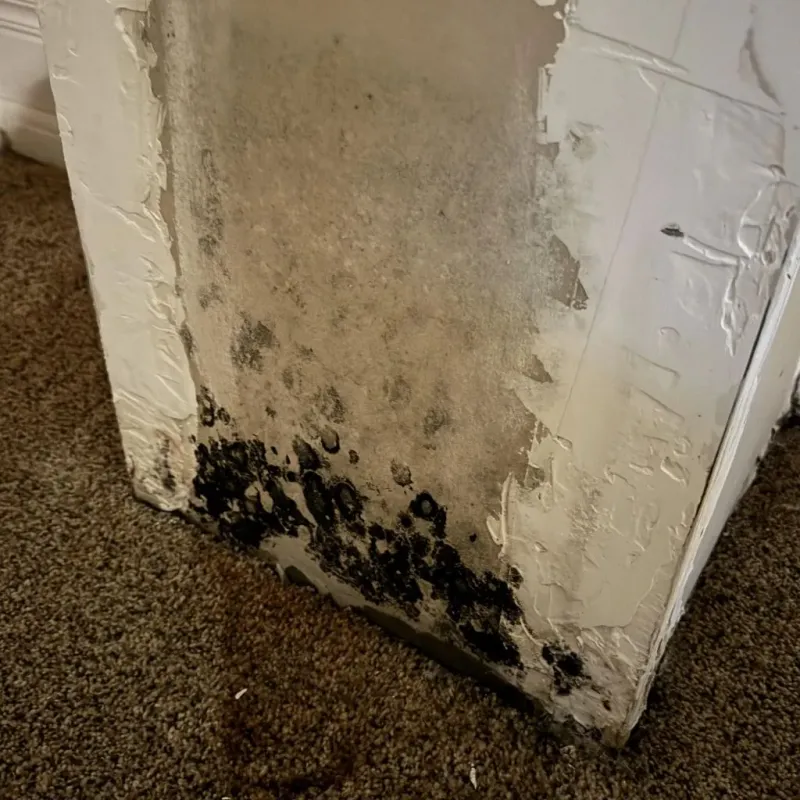 Professional Mold Removal in Sneads Ferry, NC
